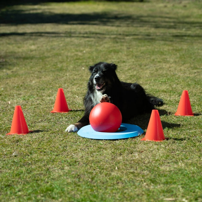 PROCYON Dog Golf Set – Interaktives Hundespielzeug & Intelligenzspiel für drinnen & draußen